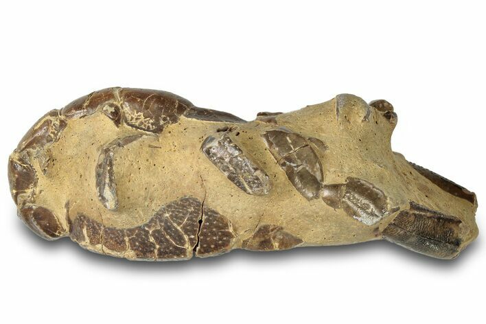 Fossil Mud Lobster (Thalassina) - Gunn Poin, Australia #307789